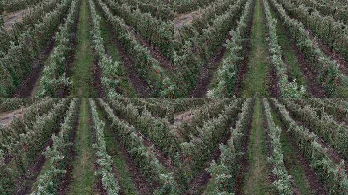在不列颠哥伦比亚省开花的赏金:从无人机的角度看苹果树行