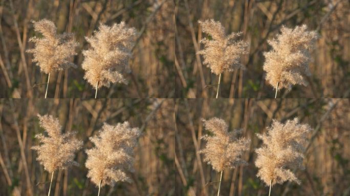 秋天农村池塘边枯黄芦苇特写