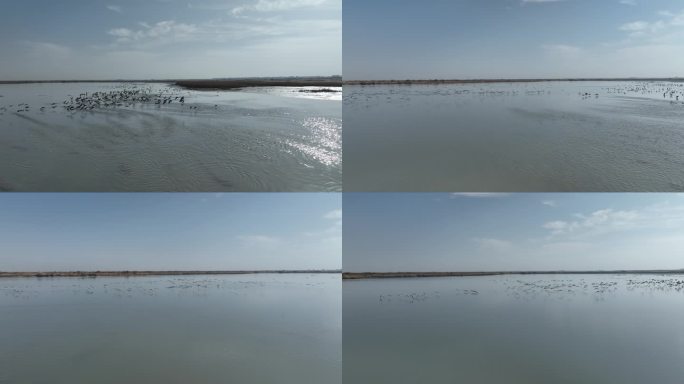 黑河湿地水库 候鸟鸟群飞翔 甘肃张掖