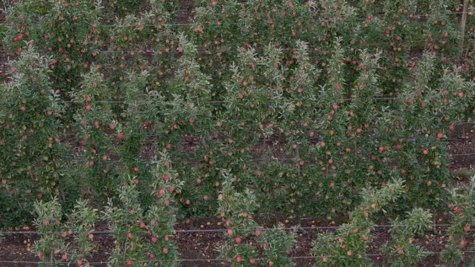 奥肯那根丰富的苹果树:从空中俯瞰不列颠哥伦比亚省果园行