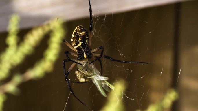 蚱蜢被黄色的花园蜘蛛抓住并缠在网里。特写镜头，滑动镜头
