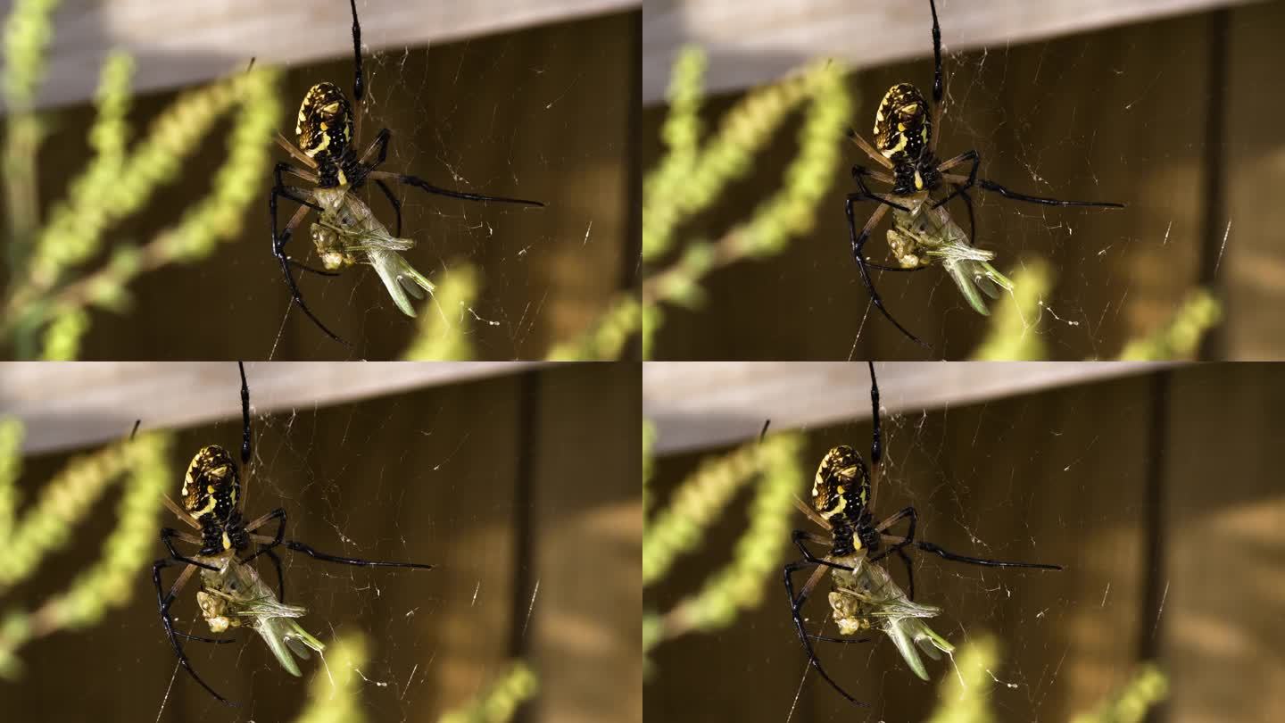蚱蜢被黄色的花园蜘蛛抓住并缠在网里。特写镜头，滑动镜头