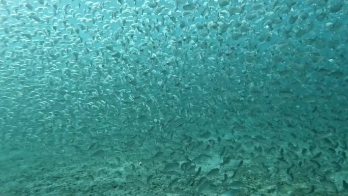 一大群鱼饵鱼优雅地穿过海洋深处-水下拍摄
