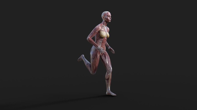 人体肌肉图运行周期。