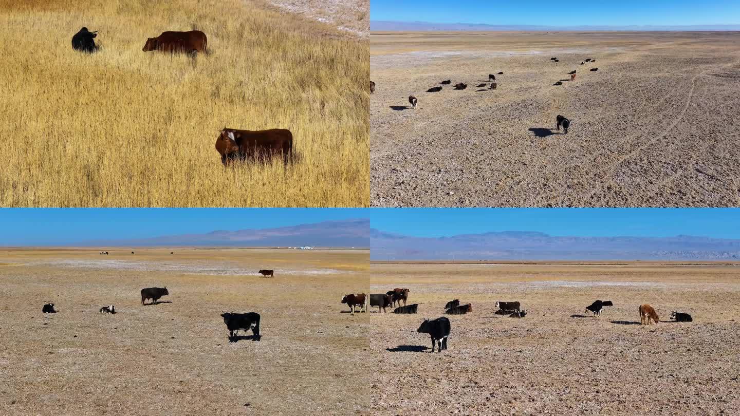 青海牦牛群高原牲畜B