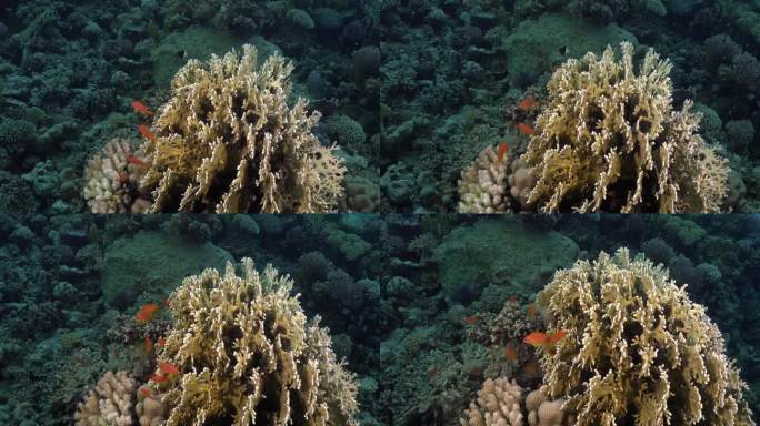 红海里的火珊瑚和橙色珊瑚鱼