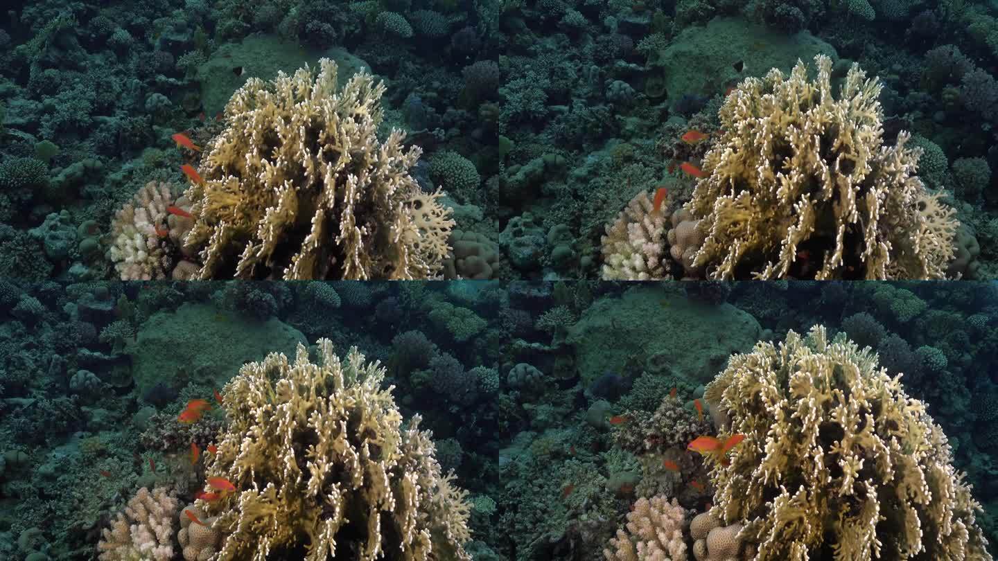 红海里的火珊瑚和橙色珊瑚鱼