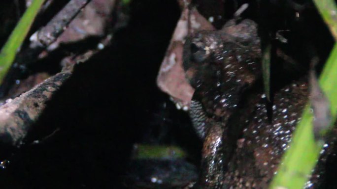 在赞比亚的一条河里，一只雄蛙一边呱呱叫着，一边用腿掸掉蚊子。