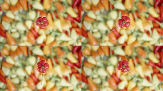 “火鸡之星”品种的红色迷你辣椒在各色辣椒的背景下旋转。