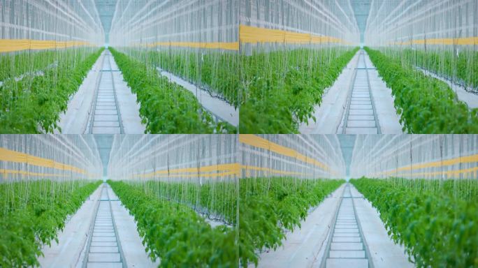 智能大棚蔬菜番茄种苗智能温室现代农业