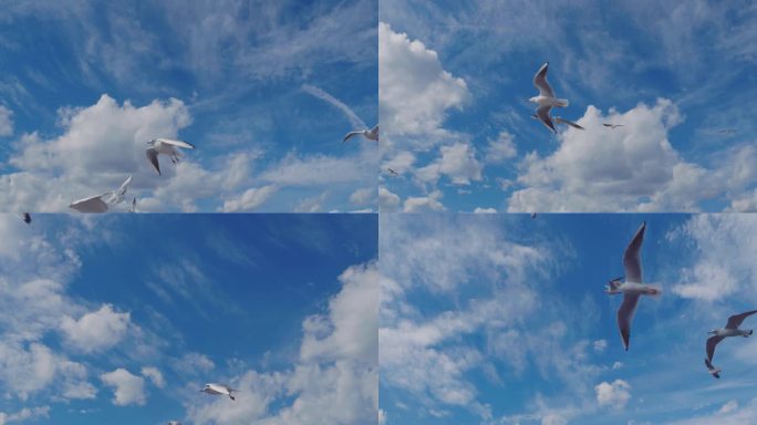 蓝天白云下飞翔的海鸥
