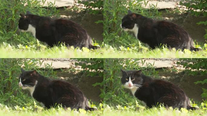 草丛中黑色雄性成年流浪猫