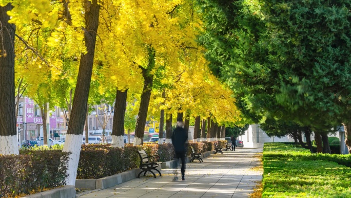 秋季银杏树公园长椅行人漫步延时