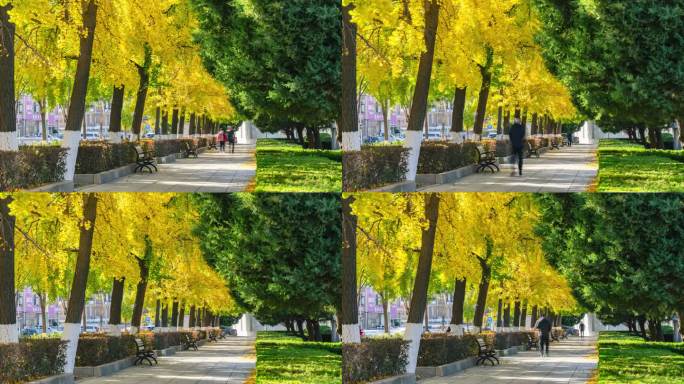 秋季银杏树公园长椅行人漫步延时