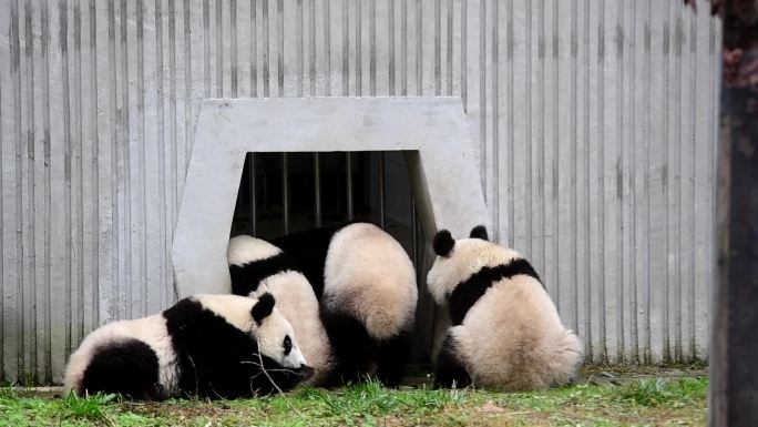 多只熊猫玩耍吃竹子
