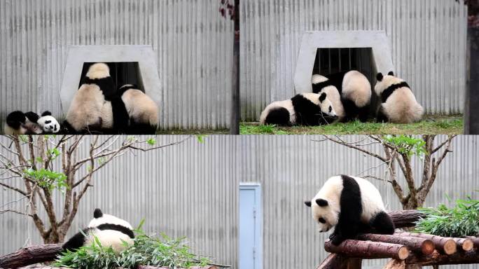 多只熊猫玩耍吃竹子