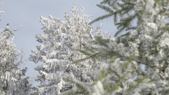 冬天森林的细节雪景白雪皑皑降温