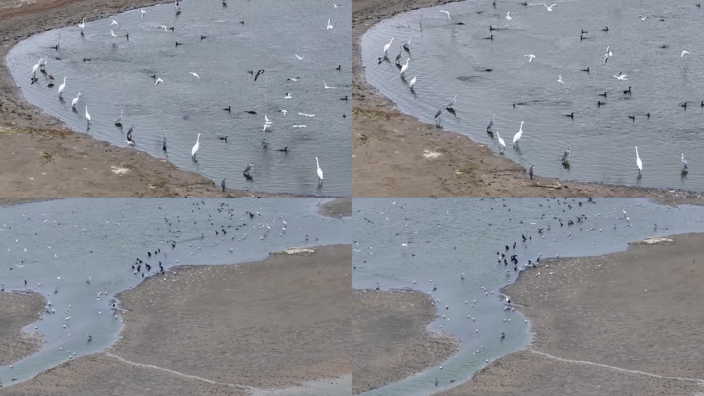 江苏盐城条子泥湿地自然生态之美