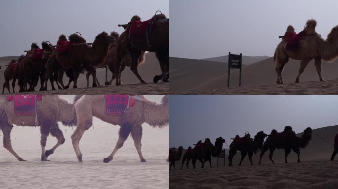 敦煌鸣沙山月牙泉骆驼队沙漠骆驼