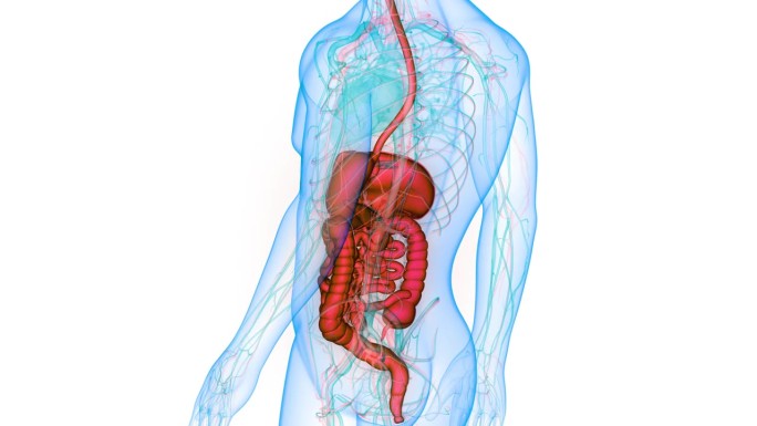 人体消化系统解剖动画概念