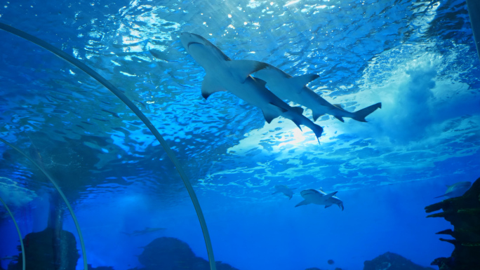 鲨鱼 鲨鱼群 海洋馆 水族馆 海洋生物