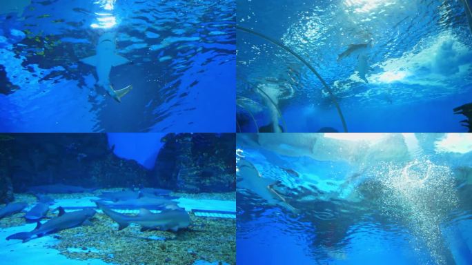 鲨鱼 鲨鱼群 海洋馆 水族馆 海洋生物