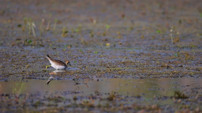 湿地上的野鸡尾黄花鸟