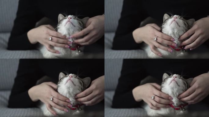 爱琴海猫享受着主人温柔的抚摸