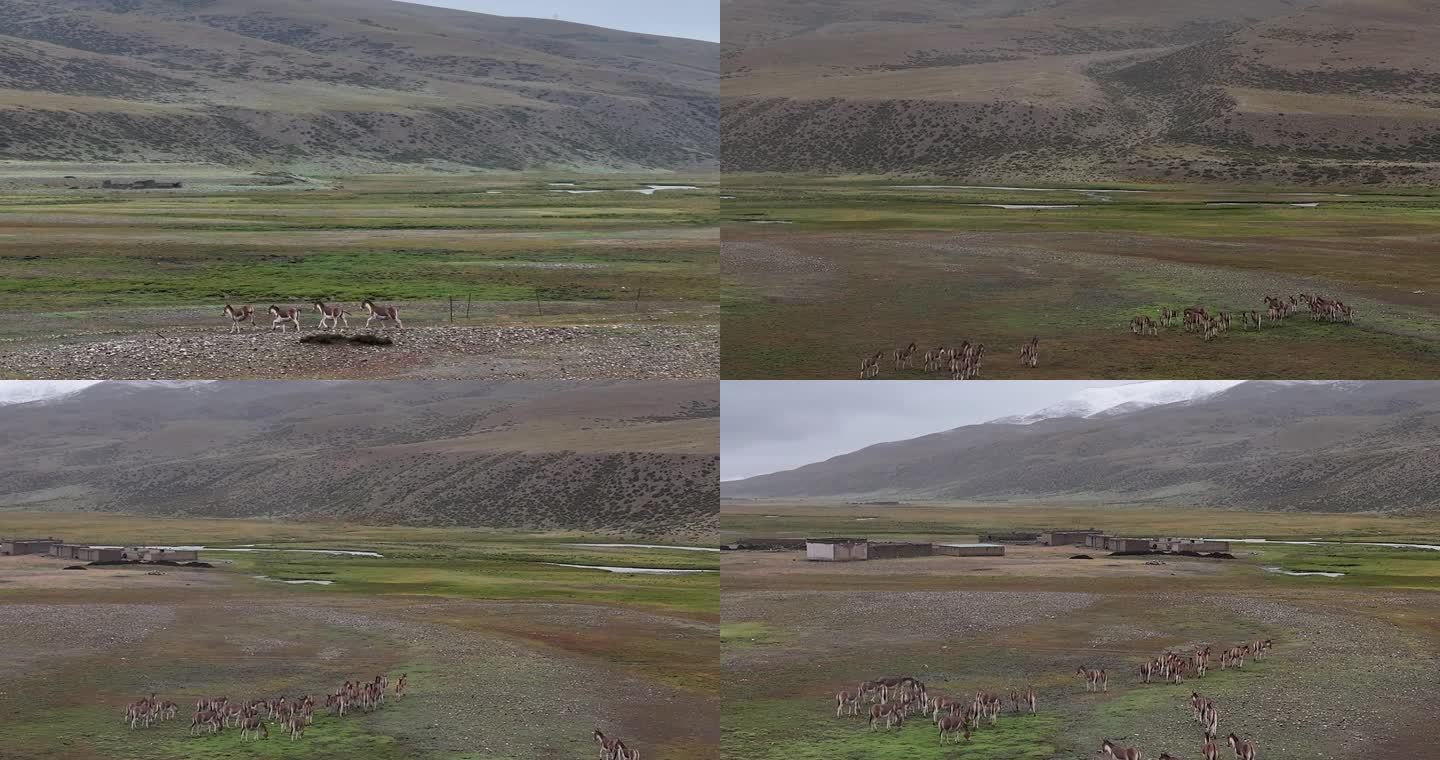 航拍西藏阿里普兰县草原驴群风光