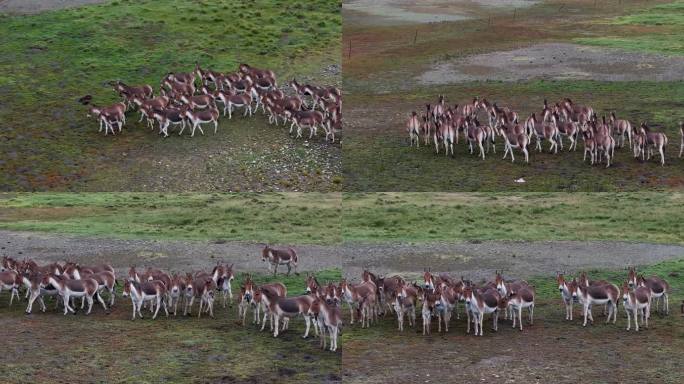 航拍西藏阿里普兰县驴群