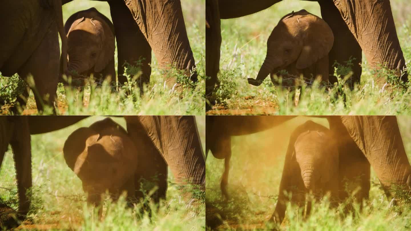 南非大象家族与刚出生的小象的特写