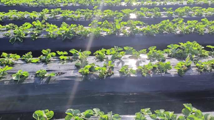 草莓水果实拍草莓花太阳草莓地草莓苗特写