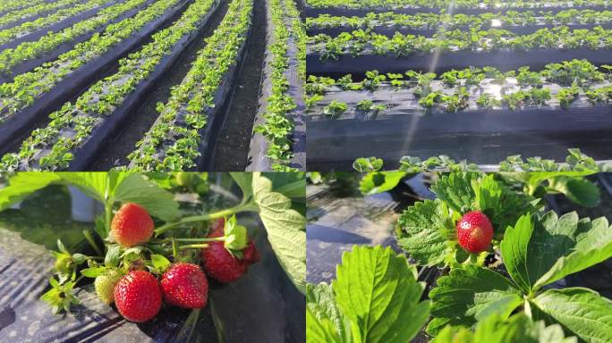草莓水果实拍草莓花太阳草莓地草莓苗特写