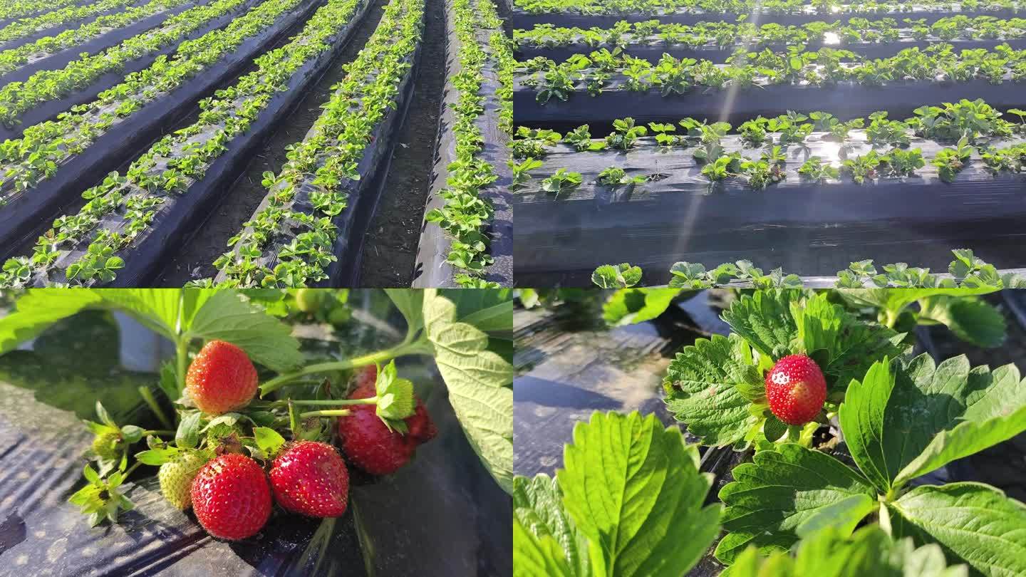 草莓水果实拍草莓花太阳草莓地草莓苗特写