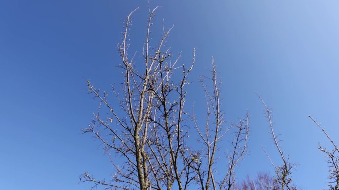 欧洲落叶松在春天第一批针叶出现的时候
