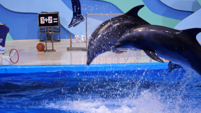 海豚 海豚表演 海洋动物 海洋馆 水族馆