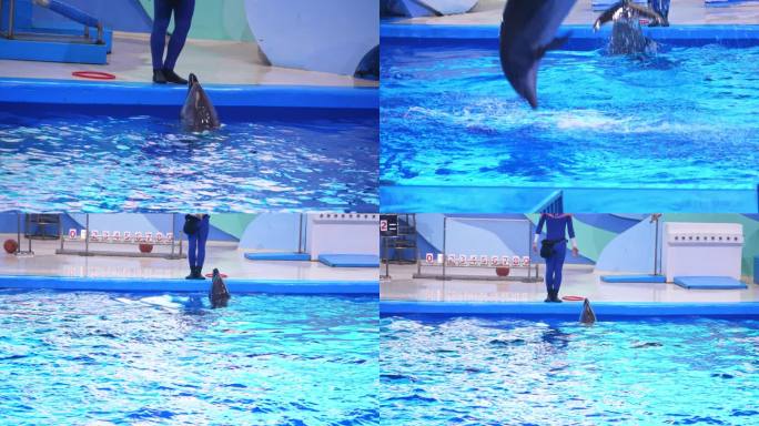 海豚 海豚表演 海洋动物 海洋馆 水族馆