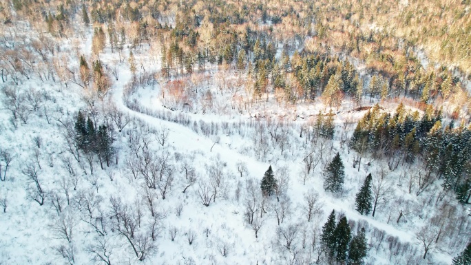 中国黑龙江大兴安岭雪原森林雪景航拍