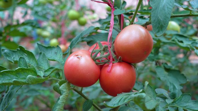 农业大棚西红寺未成熟的西红柿