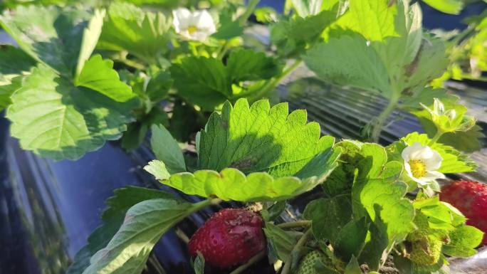 草莓种植  满阳光反季绿色有机牛奶草莓