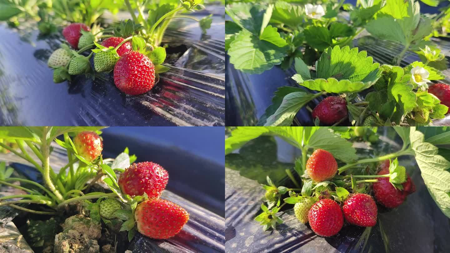 草莓种植  满阳光反季绿色有机牛奶草莓