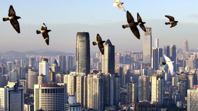一群鸽子飞过城市上空