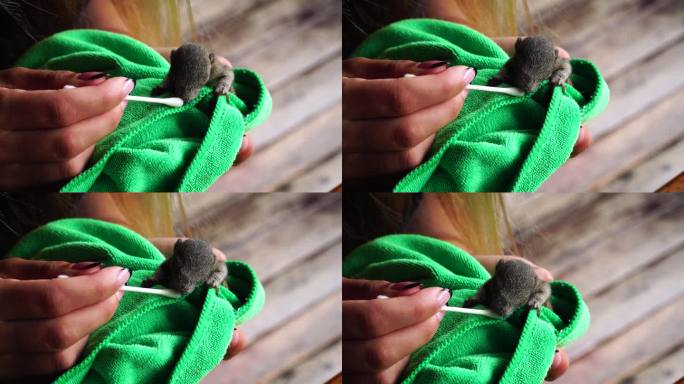 女动物救助者用棉签给小松鼠喂奶，并用毛巾盖住，手持特写