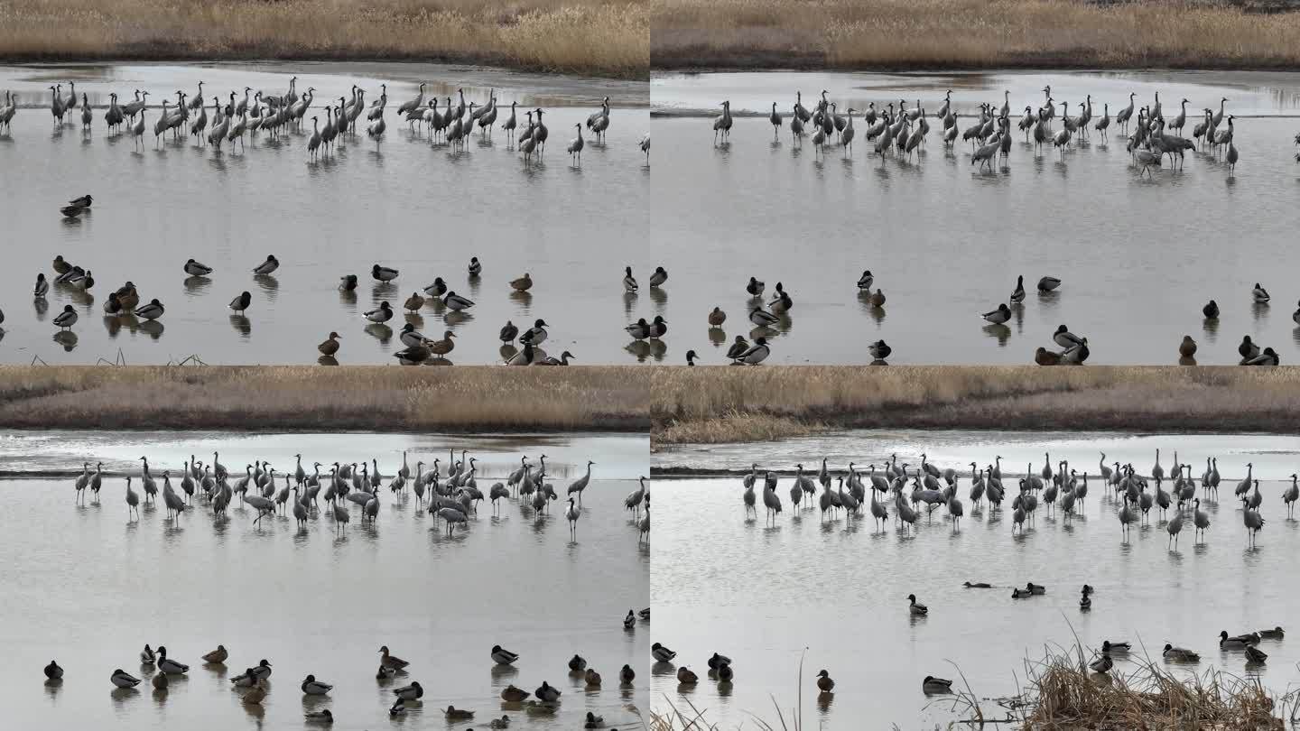 湿地里的灰鹤，航拍