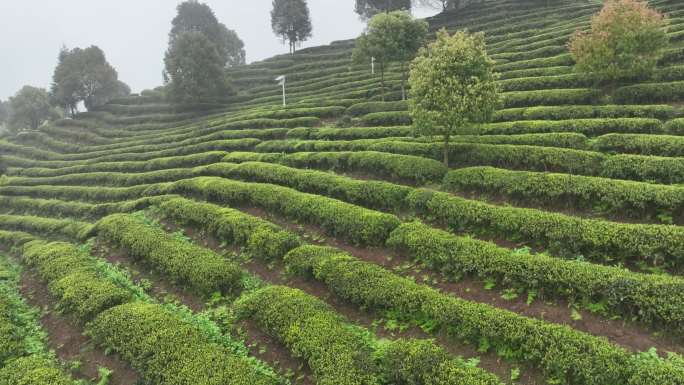 茶山 云雾袅绕 茶