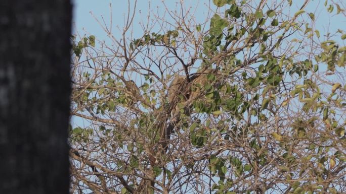 吼叫猴，Alouatta，在巴西潘塔纳尔沼泽地区爬过主题树的树冠。