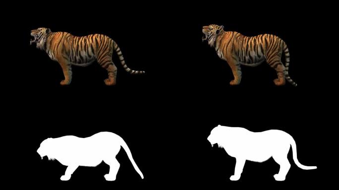 一只老虎在黑色背景嚎叫与alpha通道包括在视频结束时，3D动画，侧视图，动画动物，无缝循环动画