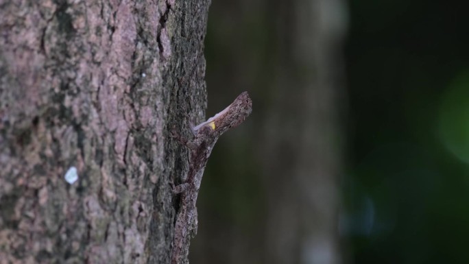 在树皮上看到一只昆虫在它的身体上移动，打扰它，使龙退后并生气，斑点飞龙，泰国