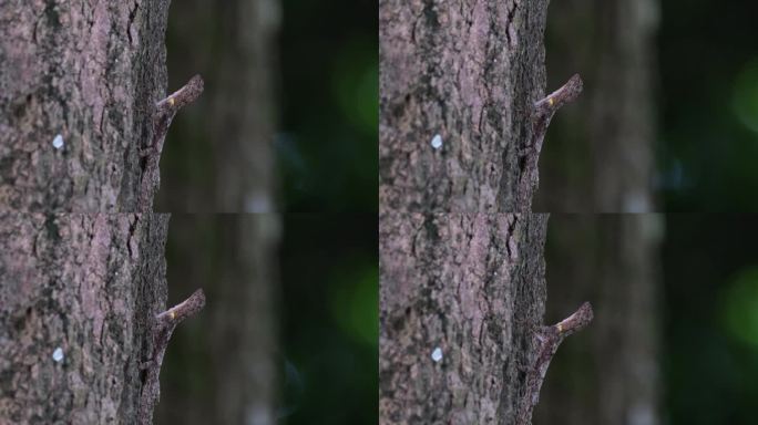 在树皮上看到一只昆虫在它的身体上移动，打扰它，使龙退后并生气，斑点飞龙，泰国