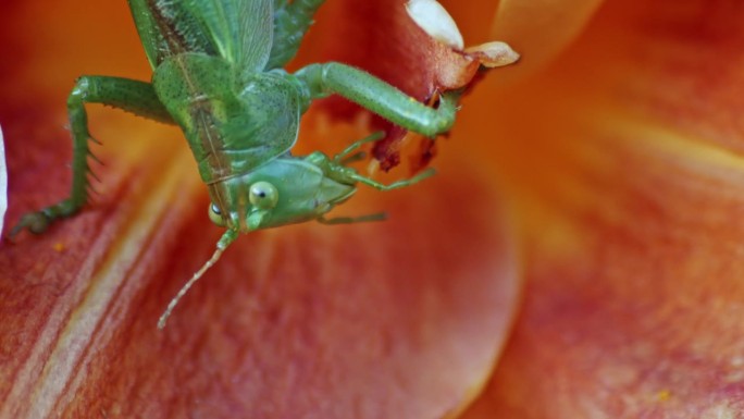 这是一只绿色大蚱蜢在橙色花萼中进食的特写镜头。
